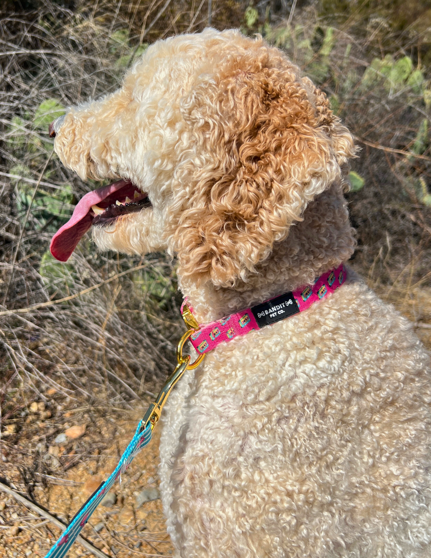 PET COLLARS
