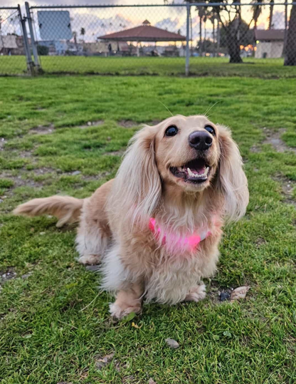 PINK PET LED GLOW SAFETY NECKLACE