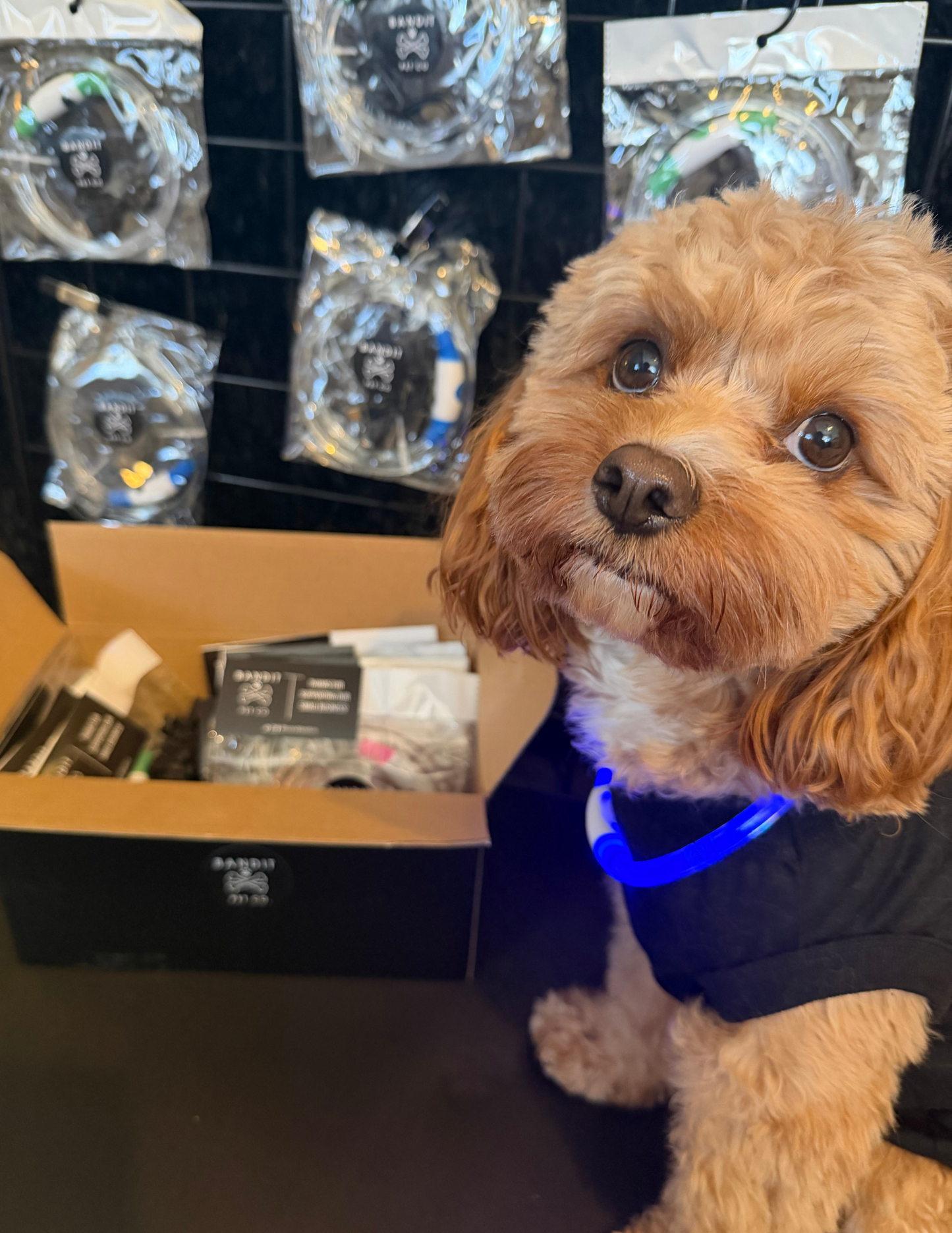 BLUE PET LED GLOW SAFETY NECKLACE