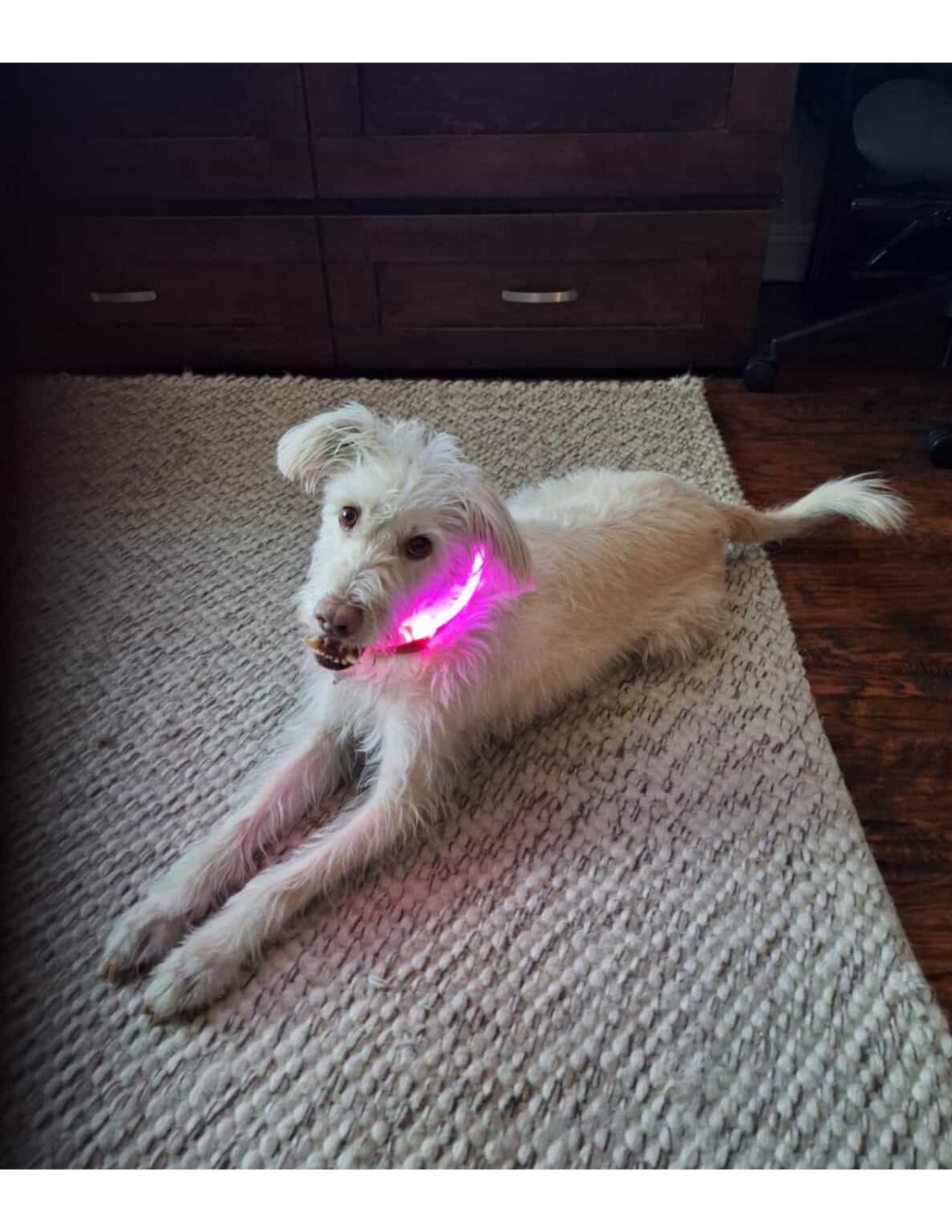 PINK PET LED GLOW SAFETY NECKLACE