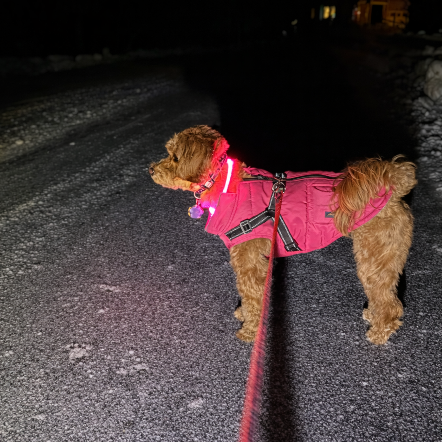 PINK PET LED GLOW SAFETY NECKLACE
