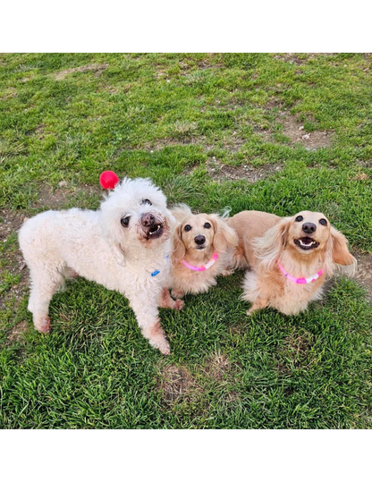 PINK PET LED GLOW SAFETY NECKLACE